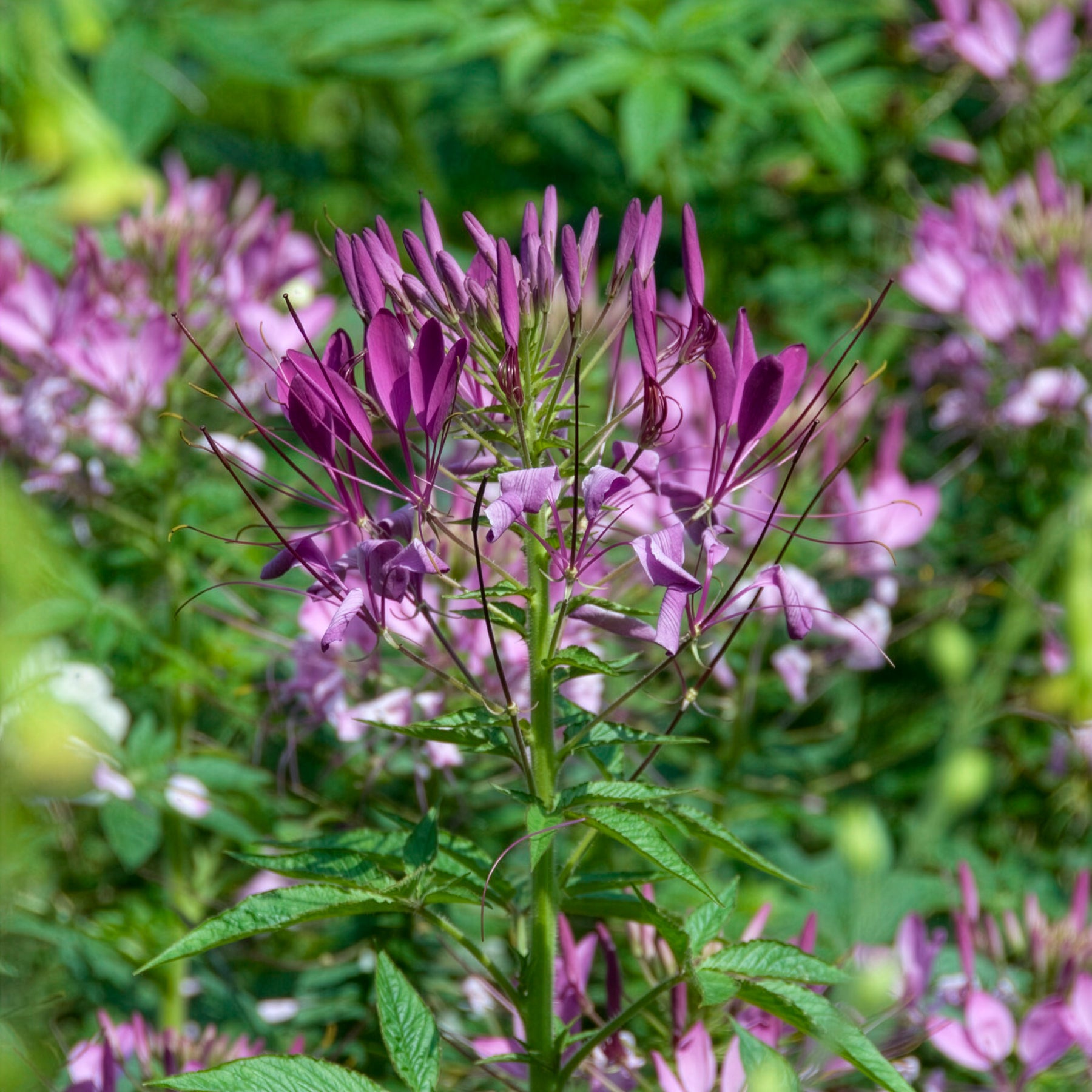 Kattensnor Violet Queen - Willemse