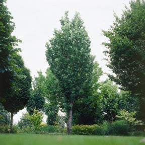 Zuilvormige tulpenboom Fastigiatum - Liriodendron tulipifera Fastigiatum - Willemse