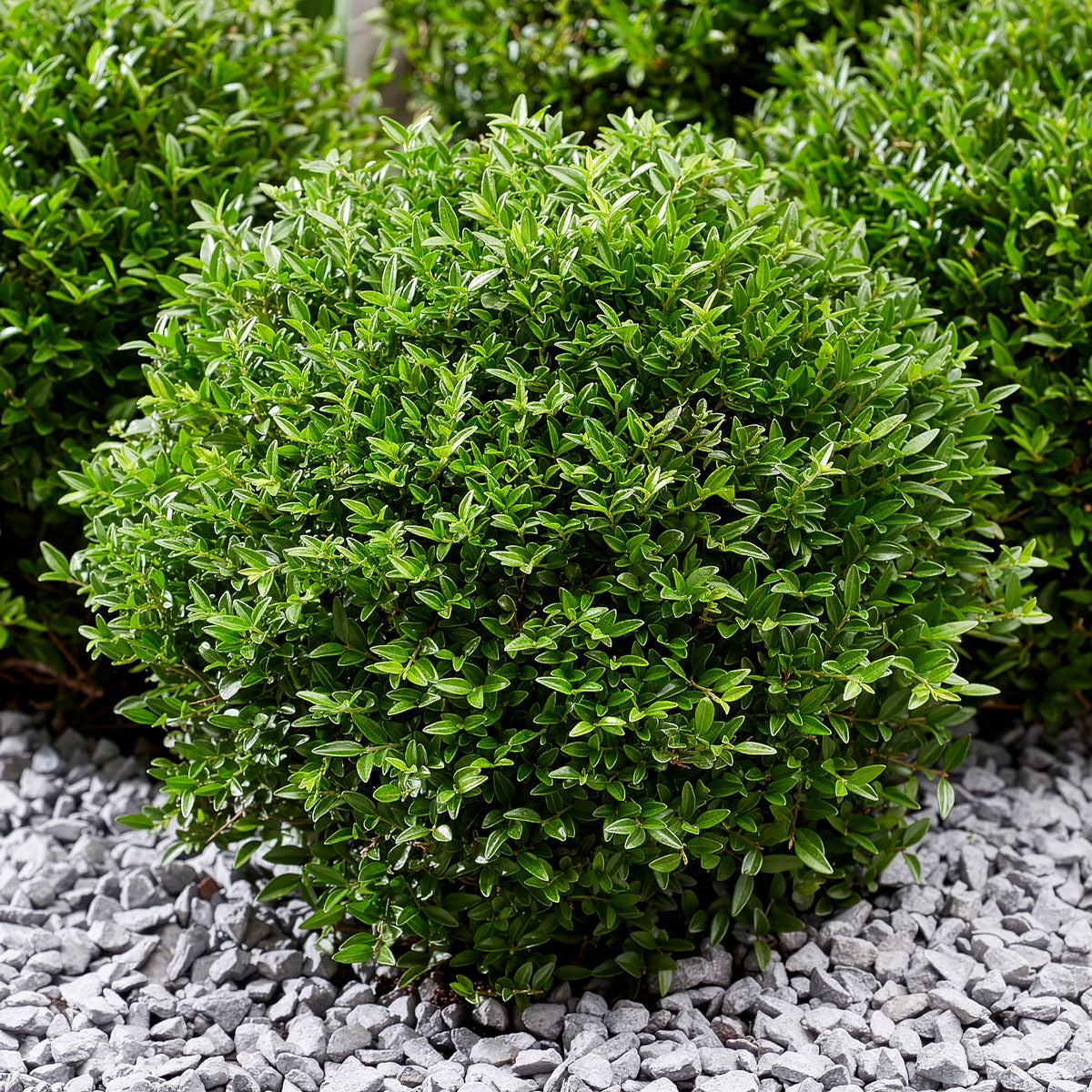 Struikkamperfoelie Green Breeze - Lonicera nitida Garden Clouds Green Breeze - Willemse
