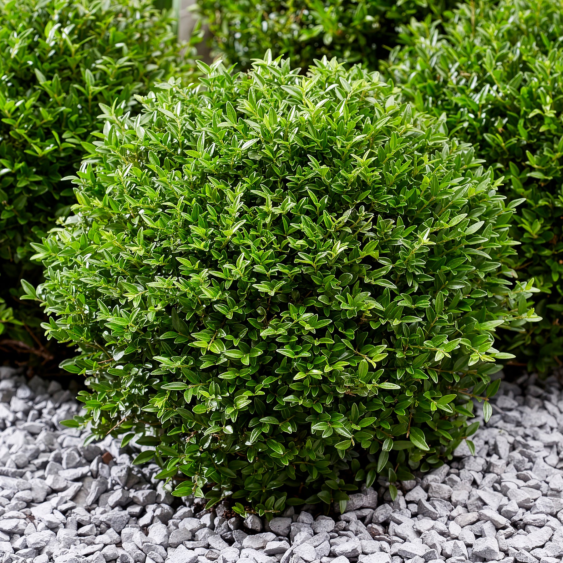 Struikkamperfoelie Green Breeze - Lonicera nitida Garden Clouds Green Breeze - Willemse