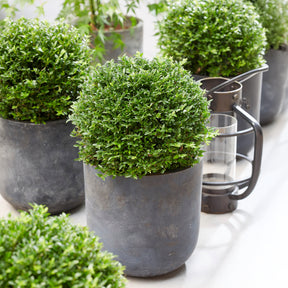 Struikkamperfoelie Green Breeze