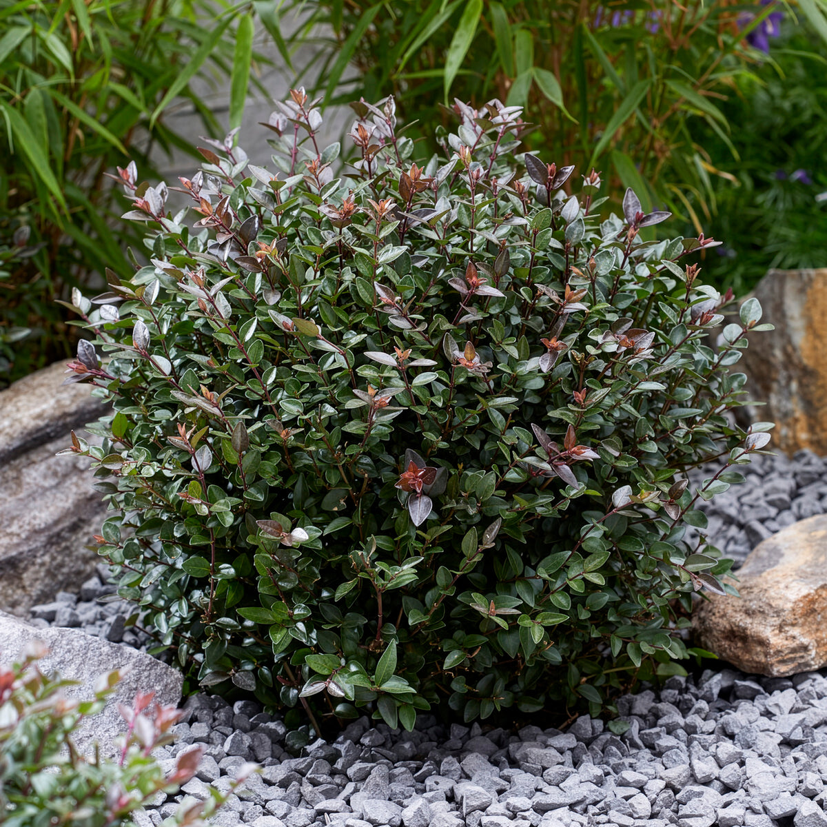 Struikkamperfoelie Purple Storm - Lonicera nitida Garden Clouds Purple Storm - Willemse