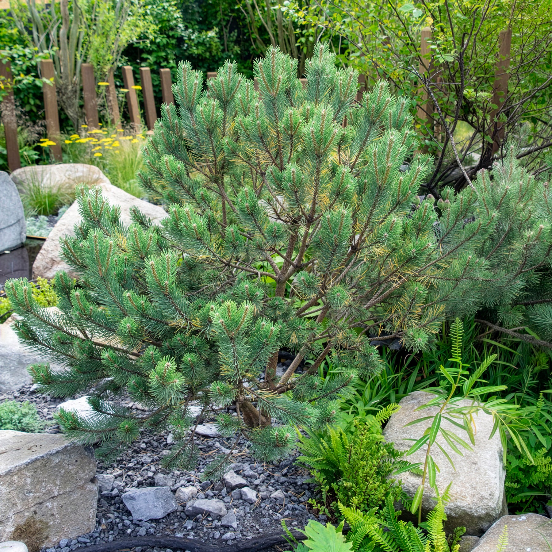 Grove den Watereri - Pinus sylvestris Watereri - Willemse