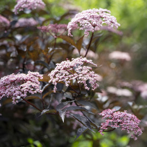 Heesters - Zwarte vlier Black Beauty - Sambucus nigra Black Beauty