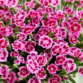 Anjer Pink Kisses - Dianthus caryophyllus - Willemse