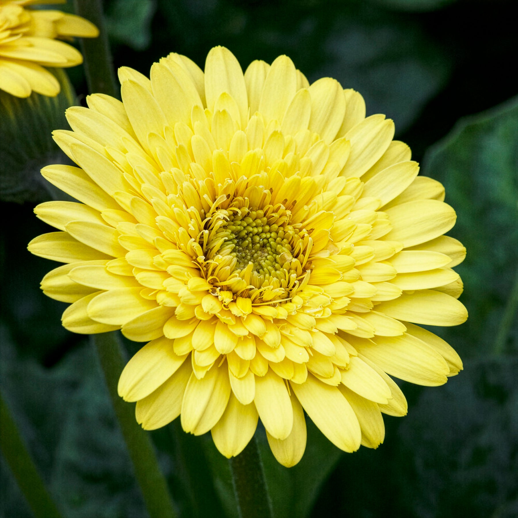 Gerbera geel - Gerbera jamesonii - Willemse