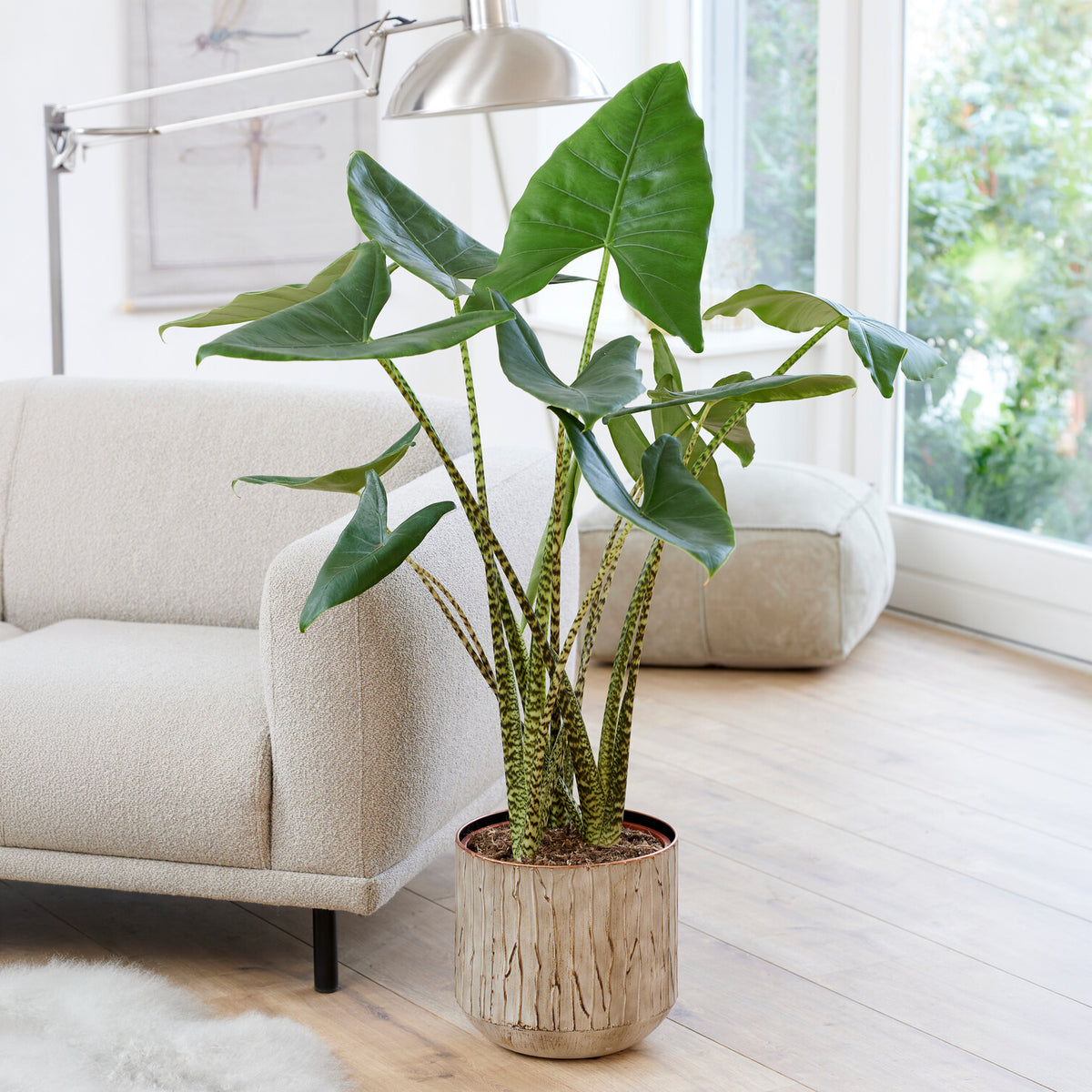 Zebra-Alokasie - Alocasia zebrina - Willemse