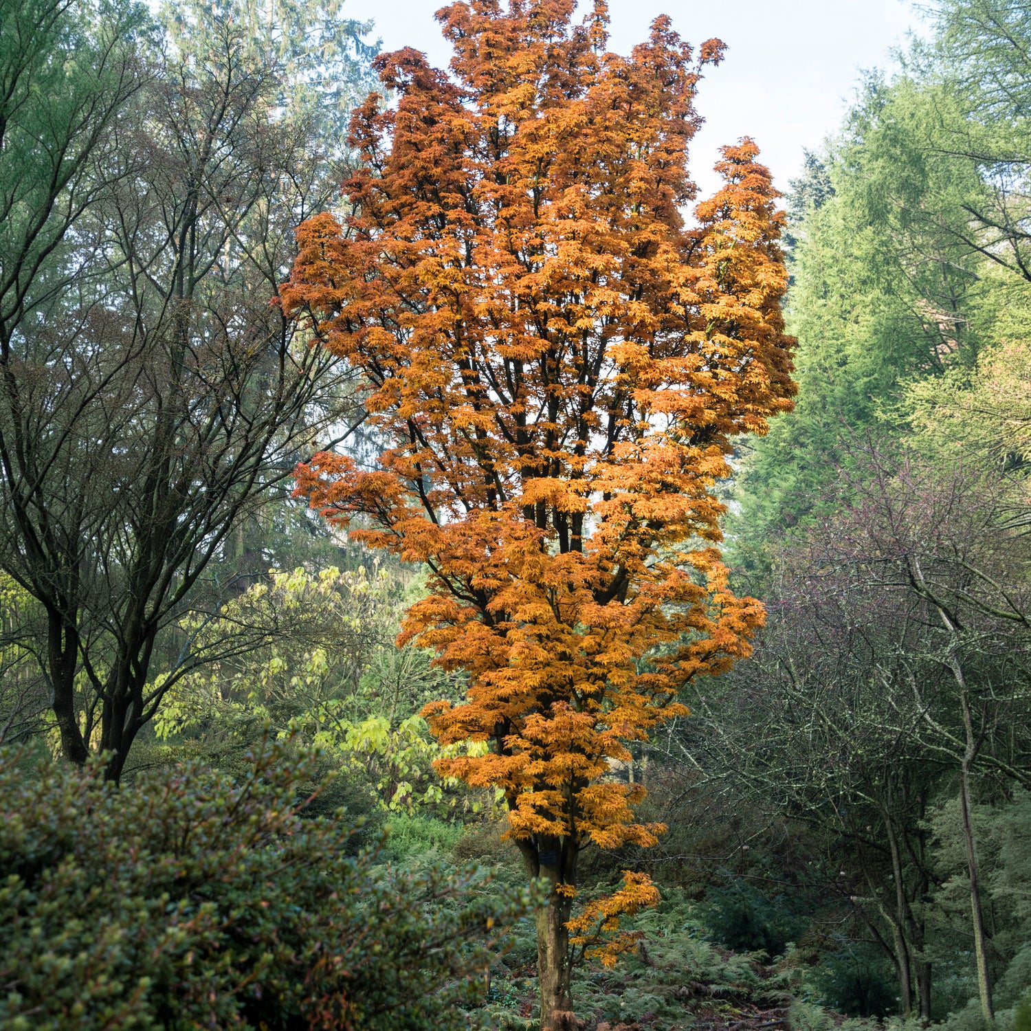 Japanse esdoorn Shishigashira - Acer palmatum Shishigashira - Willemse