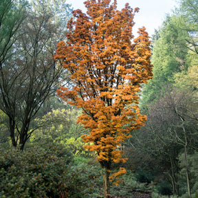 Japanse esdoorn Shishigashira - Acer palmatum Shishigashira - Willemse
