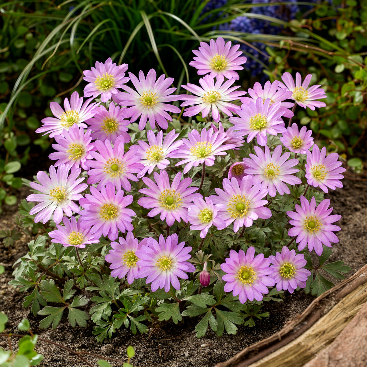 Oosterse Anemoon Pink Star - Willemse