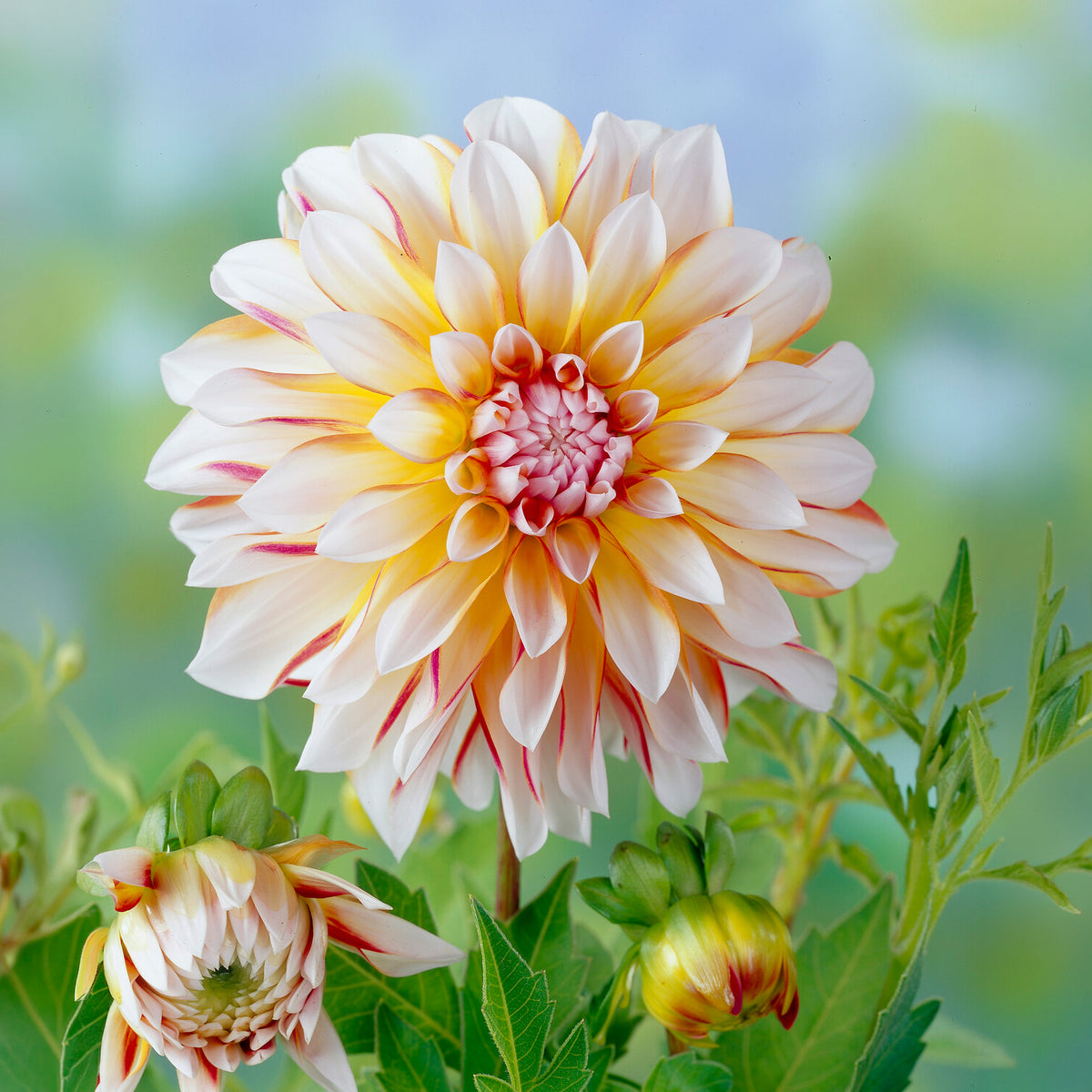 Dahlia Caribbean Fantasy - Willemse