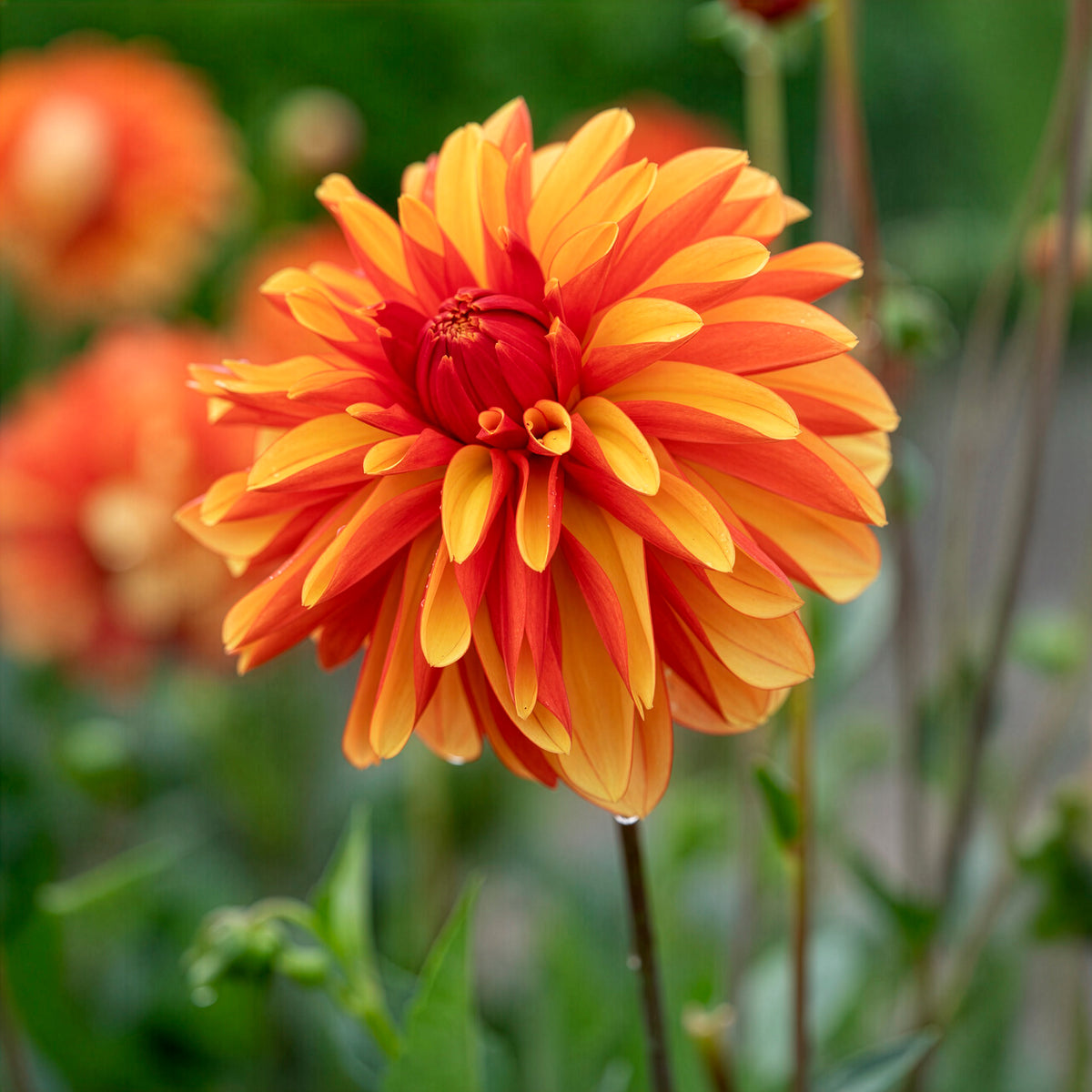 Dahlia Jablou - Willemse