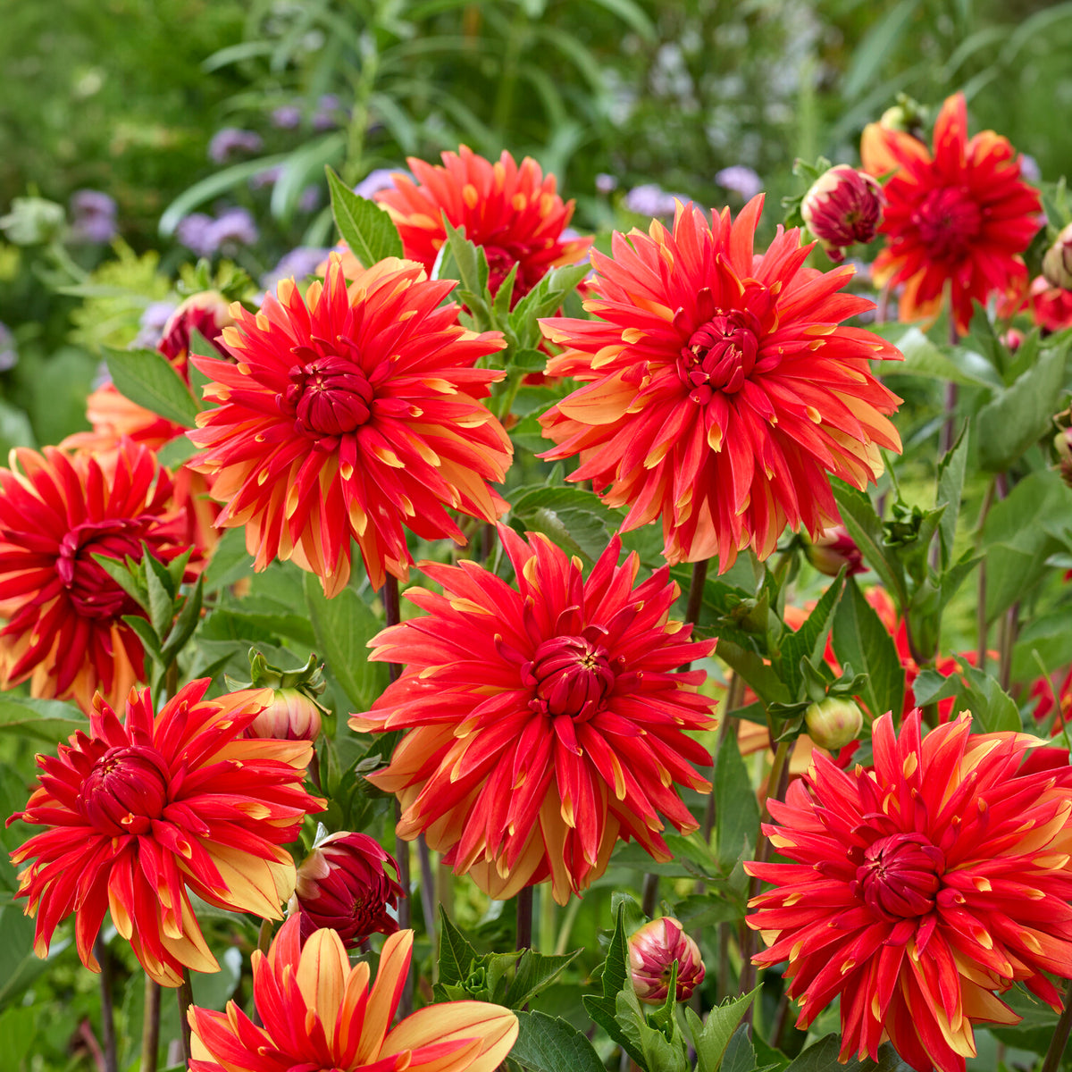 Dahlia Jablou -  - Willemse