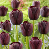  - Tulp Queen of Night - Tulpen