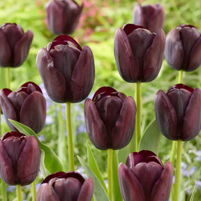 Tulp Queen of Night