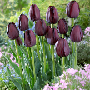 Tulp Queen of Night