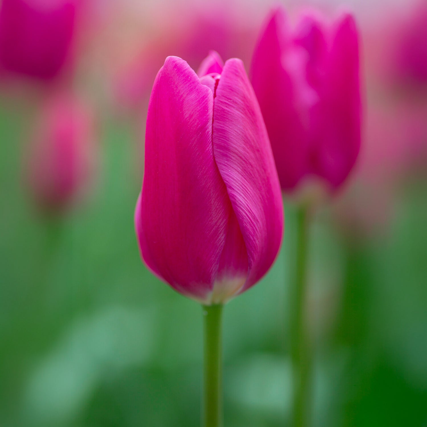 Triumph tulp Ardour - Willemse