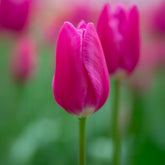 Triumph tulp Ardour - Willemse