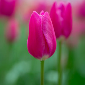 Triumph tulp Ardour - Willemse