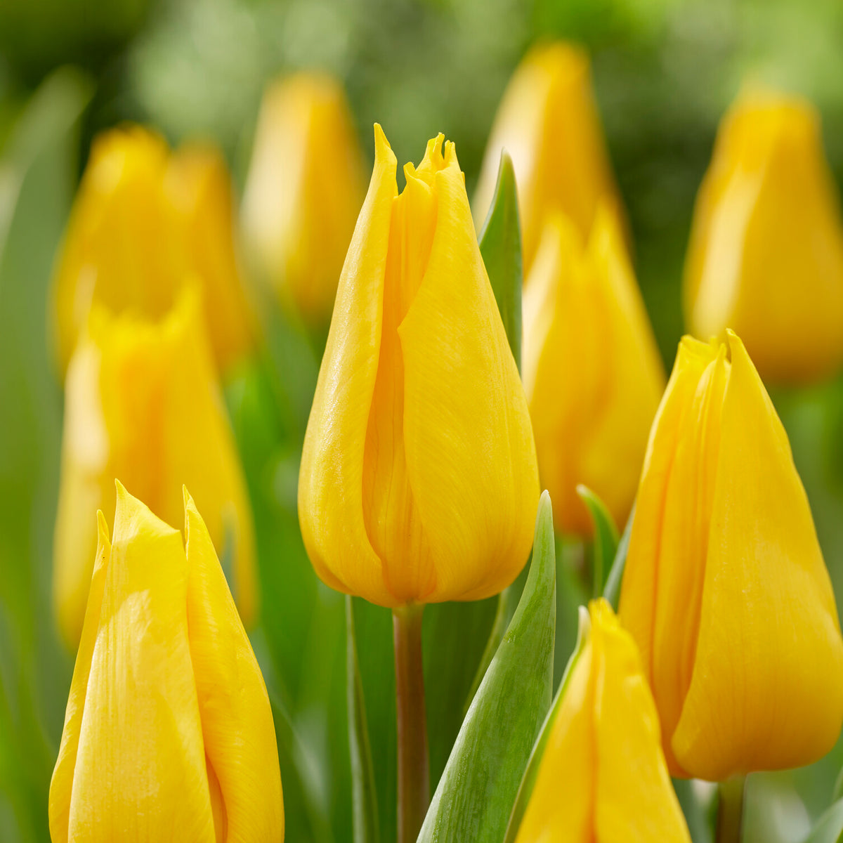 Triumph tulp Yokohama -  - Willemse