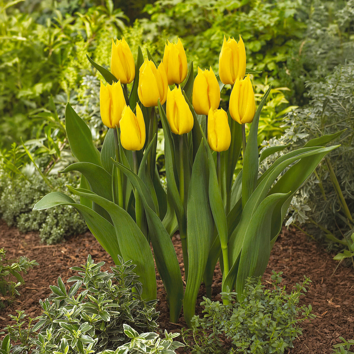 Triumph tulp Yokohama - Willemse