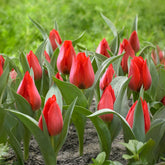 Botanische tulp Julius Caecar -  - Willemse