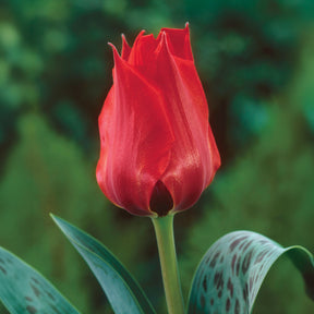 Botanische tulp Julius Caecar - Willemse