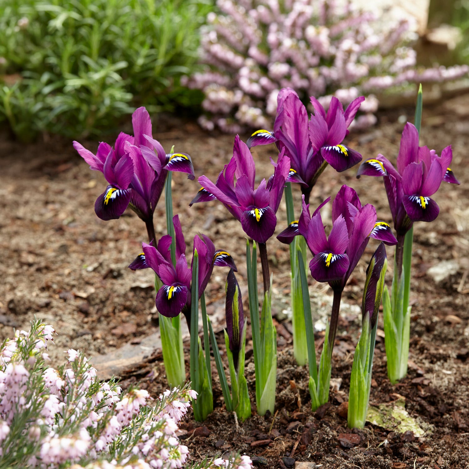 50 bollen bijvriendelijke bloemen paars/wit