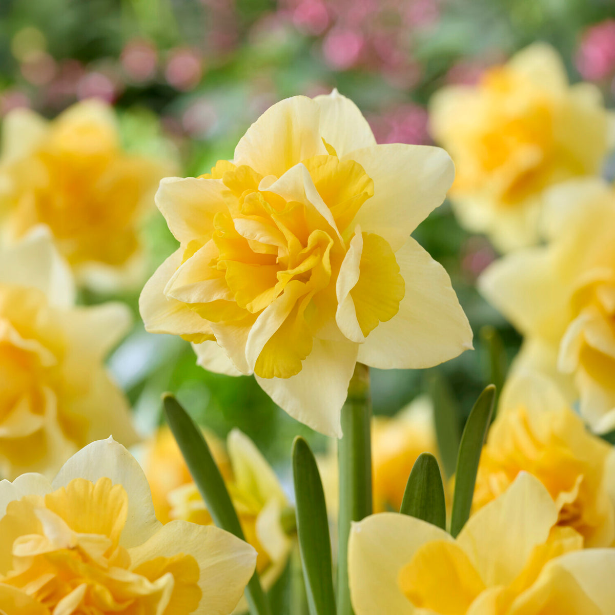 Dubbele narcis Growers Beauty -  - Willemse
