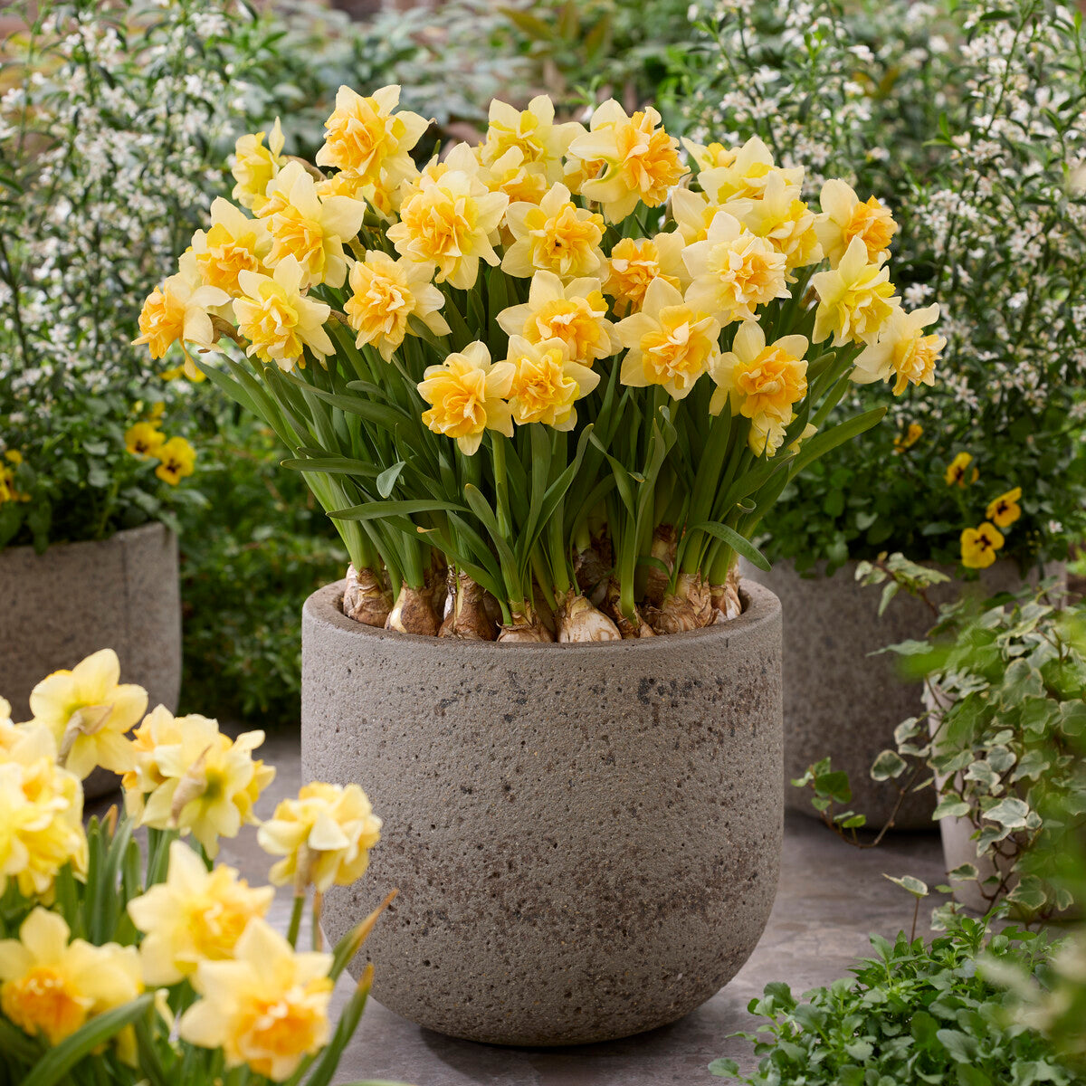 Dubbele narcis Growers Beauty - Willemse