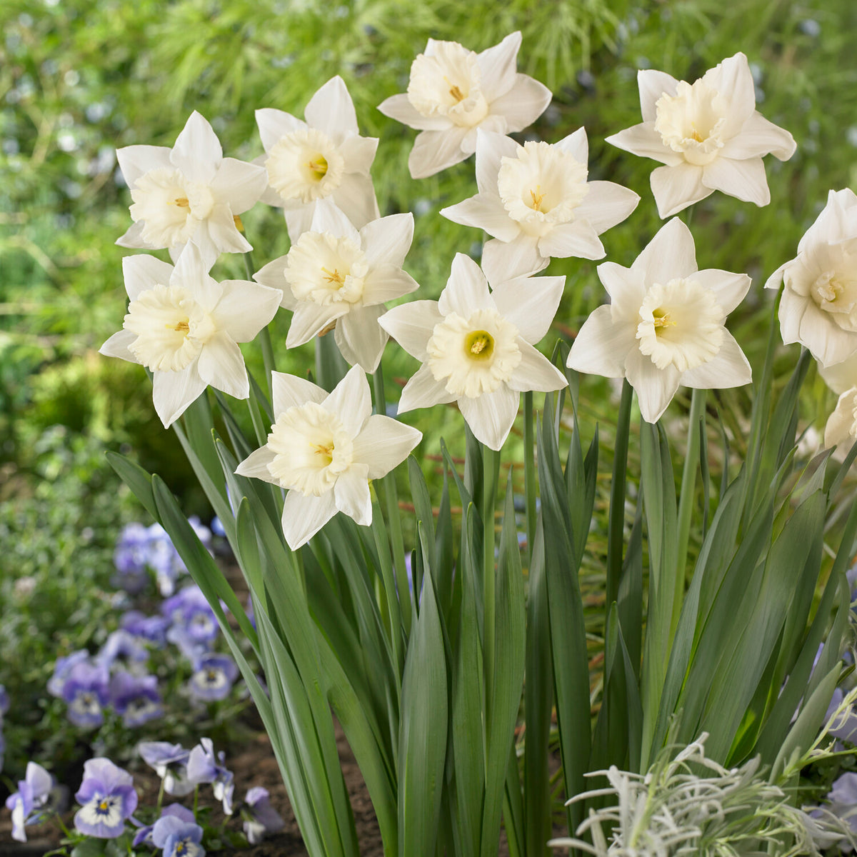 Narcis Mount Hood -  - Willemse
