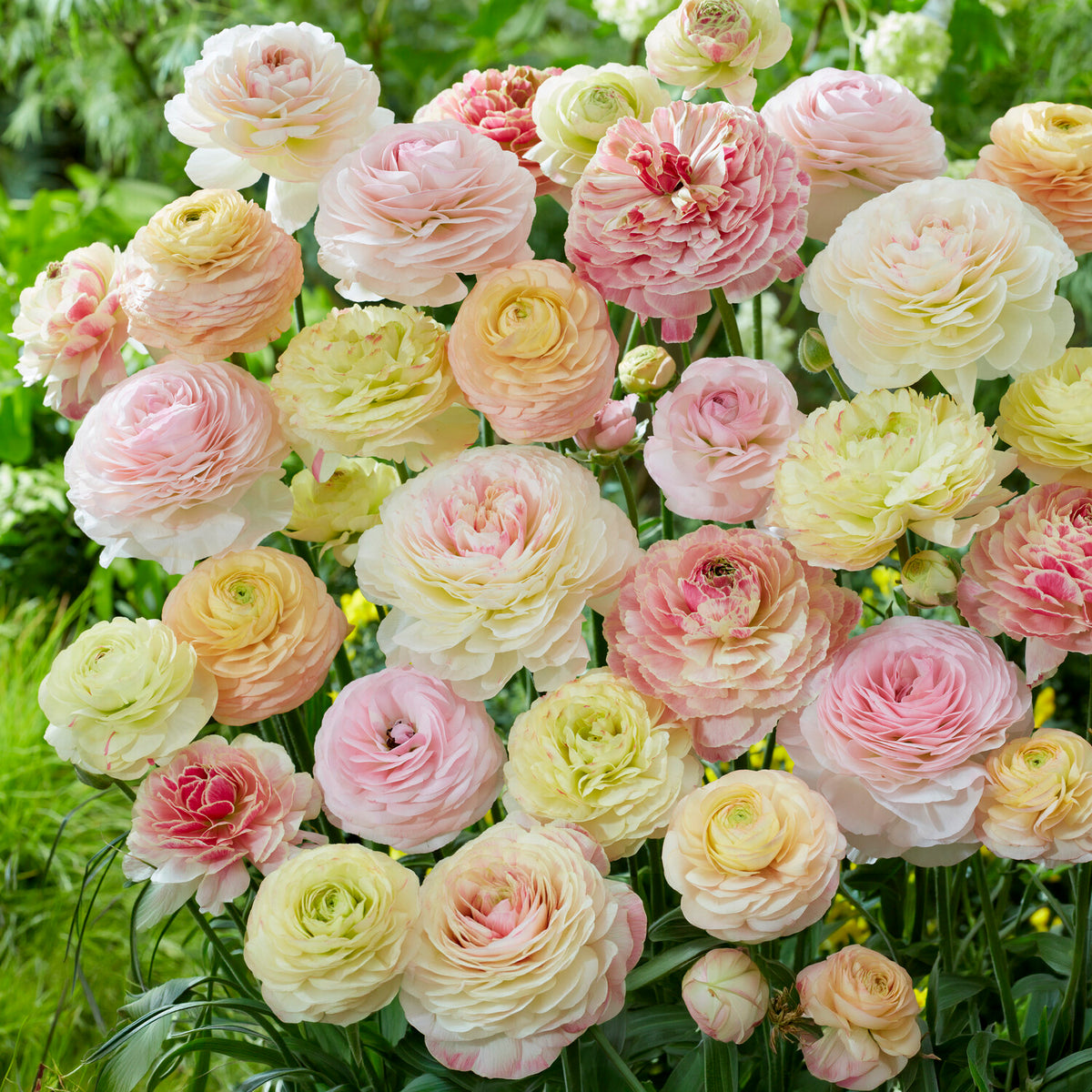 15 pastelkleurige ranonkels -  - Willemse
