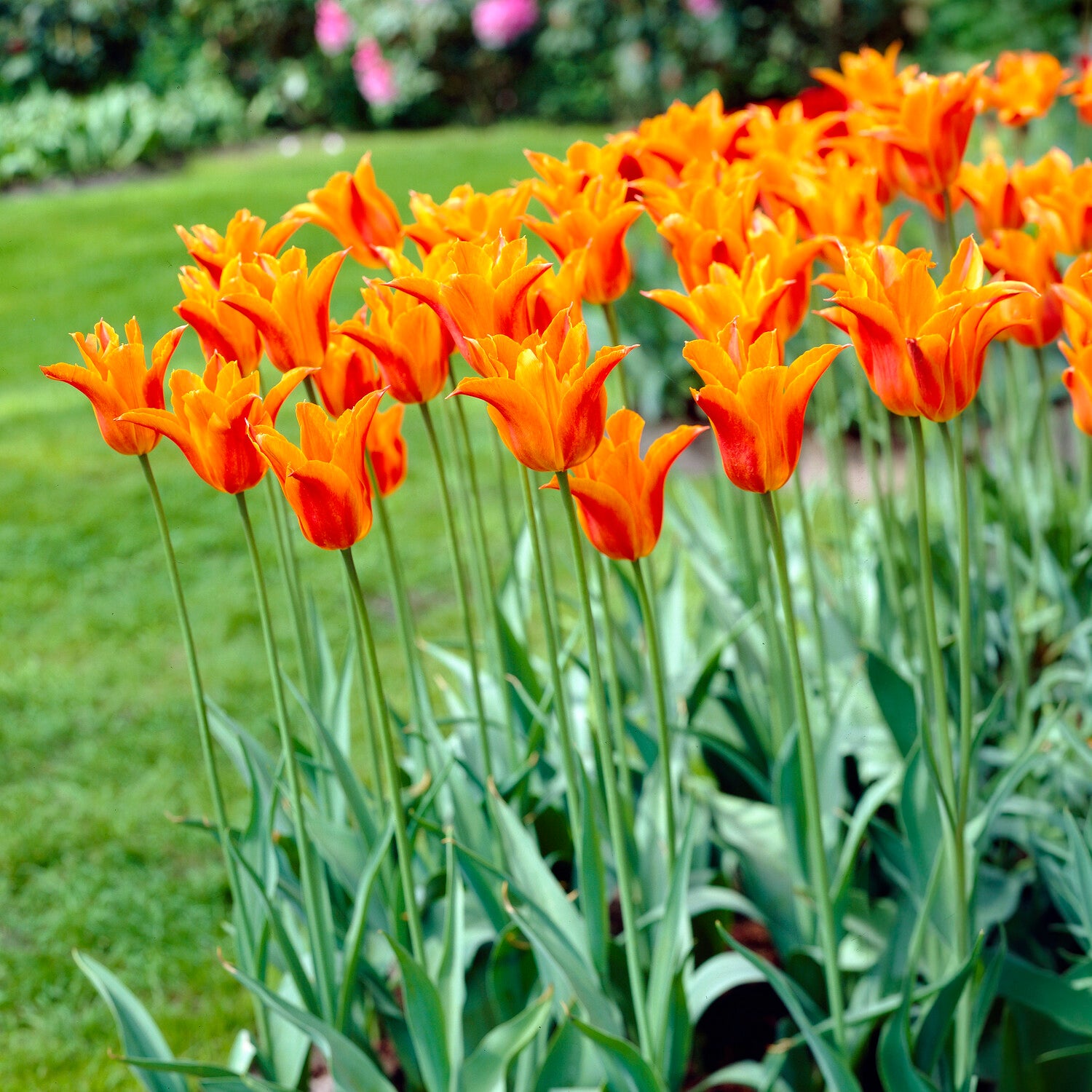 Tulp Ballerina
