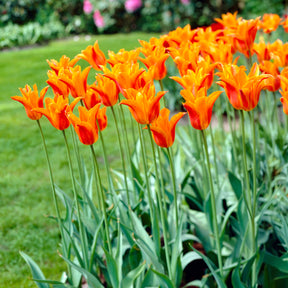 Tulp Ballerina