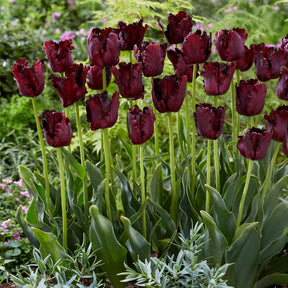 Tulp Black Parrot - Willemse