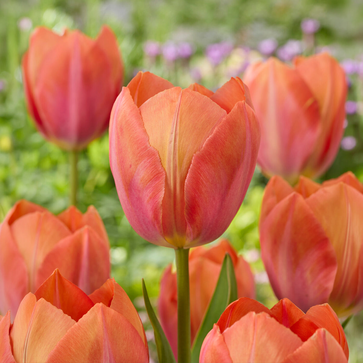Darwintulp Apricot van Eijk - Willemse