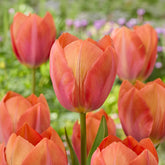 Darwintulp Apricot van Eijk - Willemse