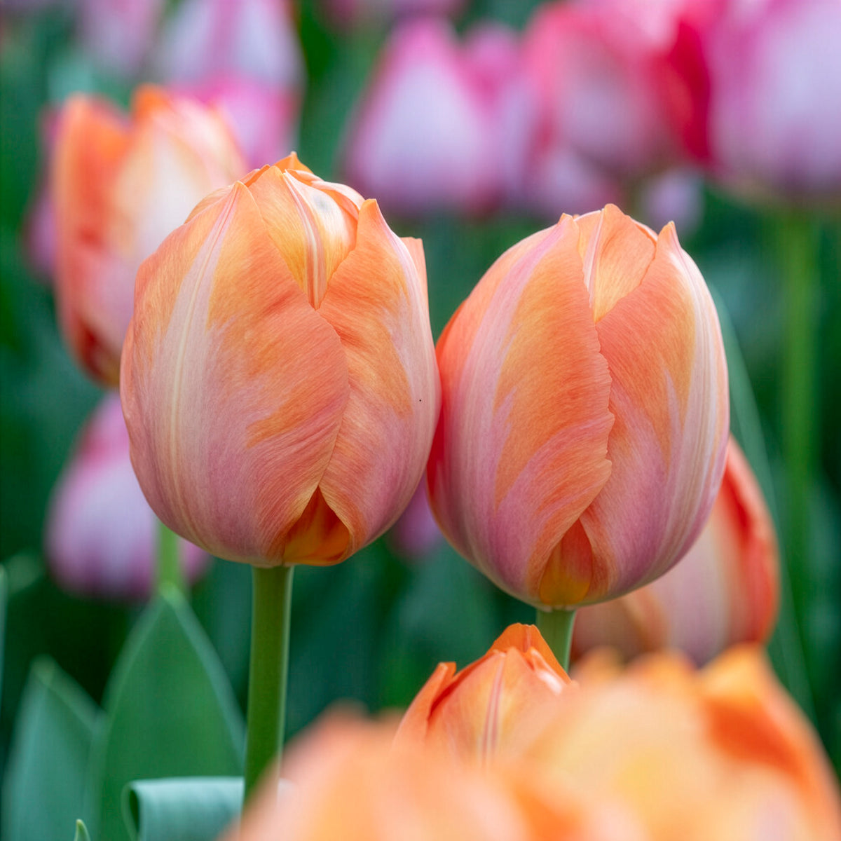 Darwintulp Apricot van Eijk -  - Willemse