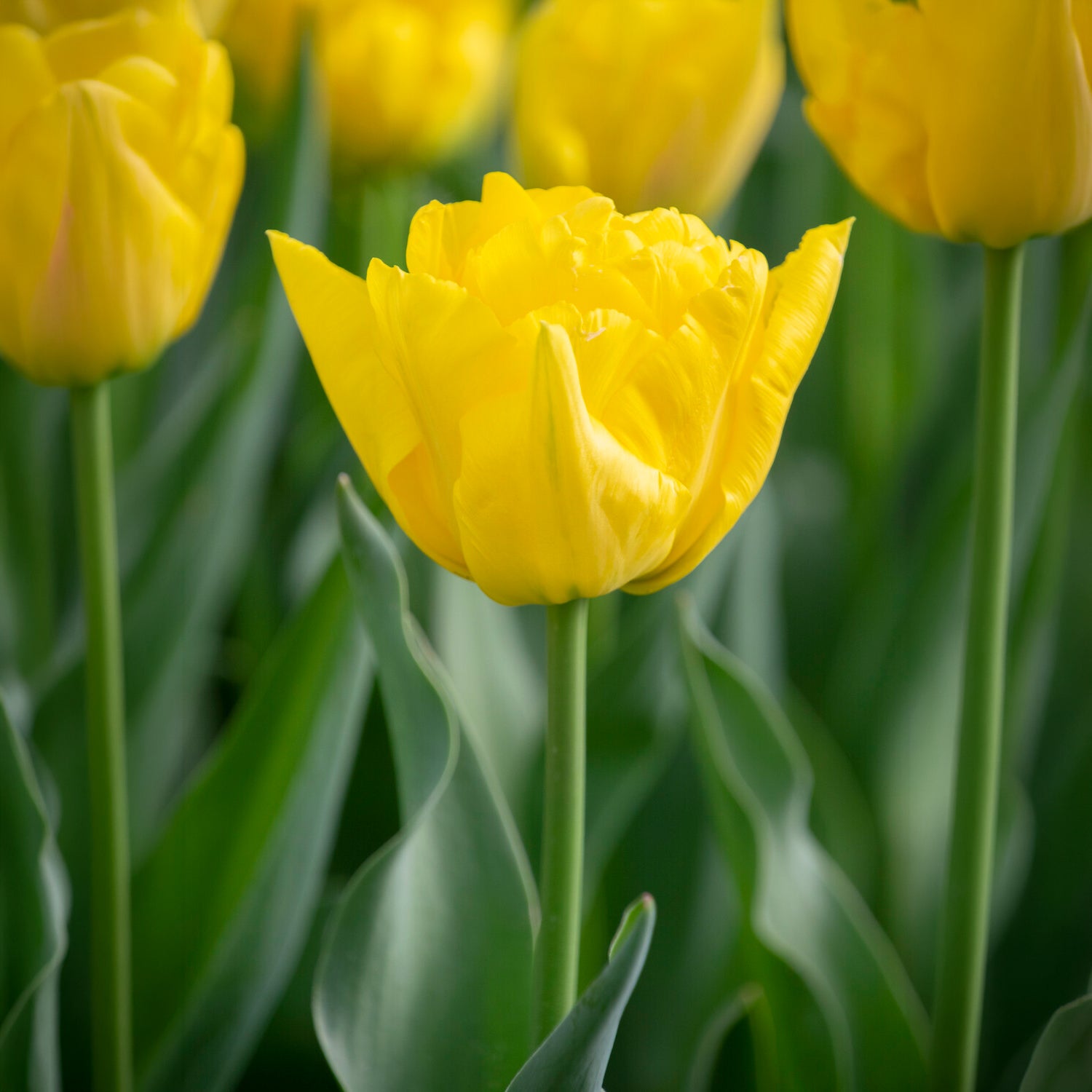 Dubbele vroege tulp Marie Jo -  - Willemse