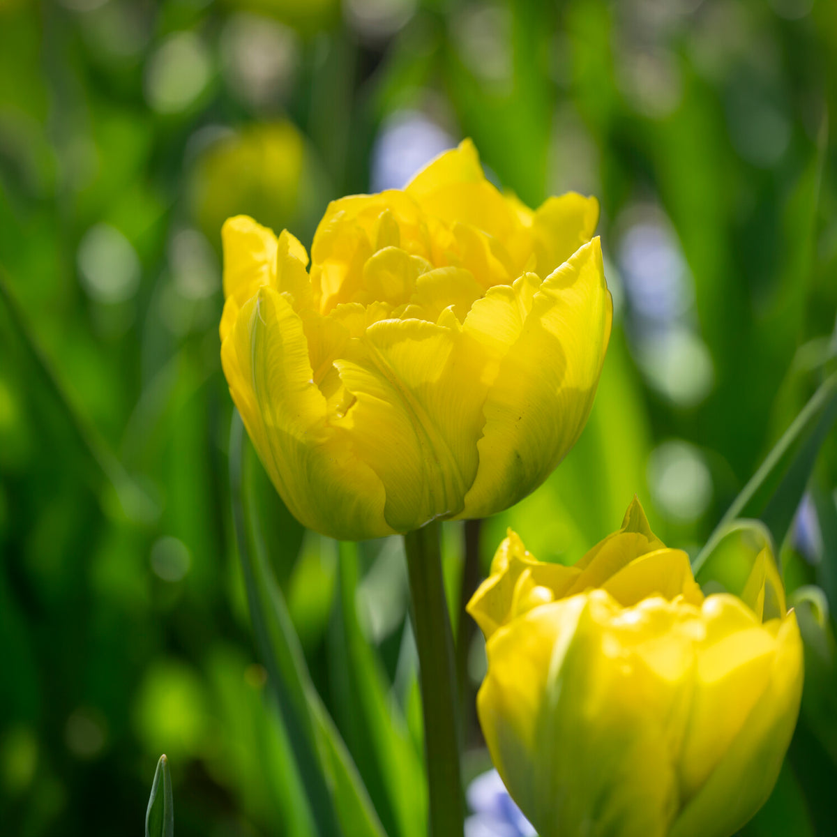 Dubbele vroege tulp Marie Jo - Willemse
