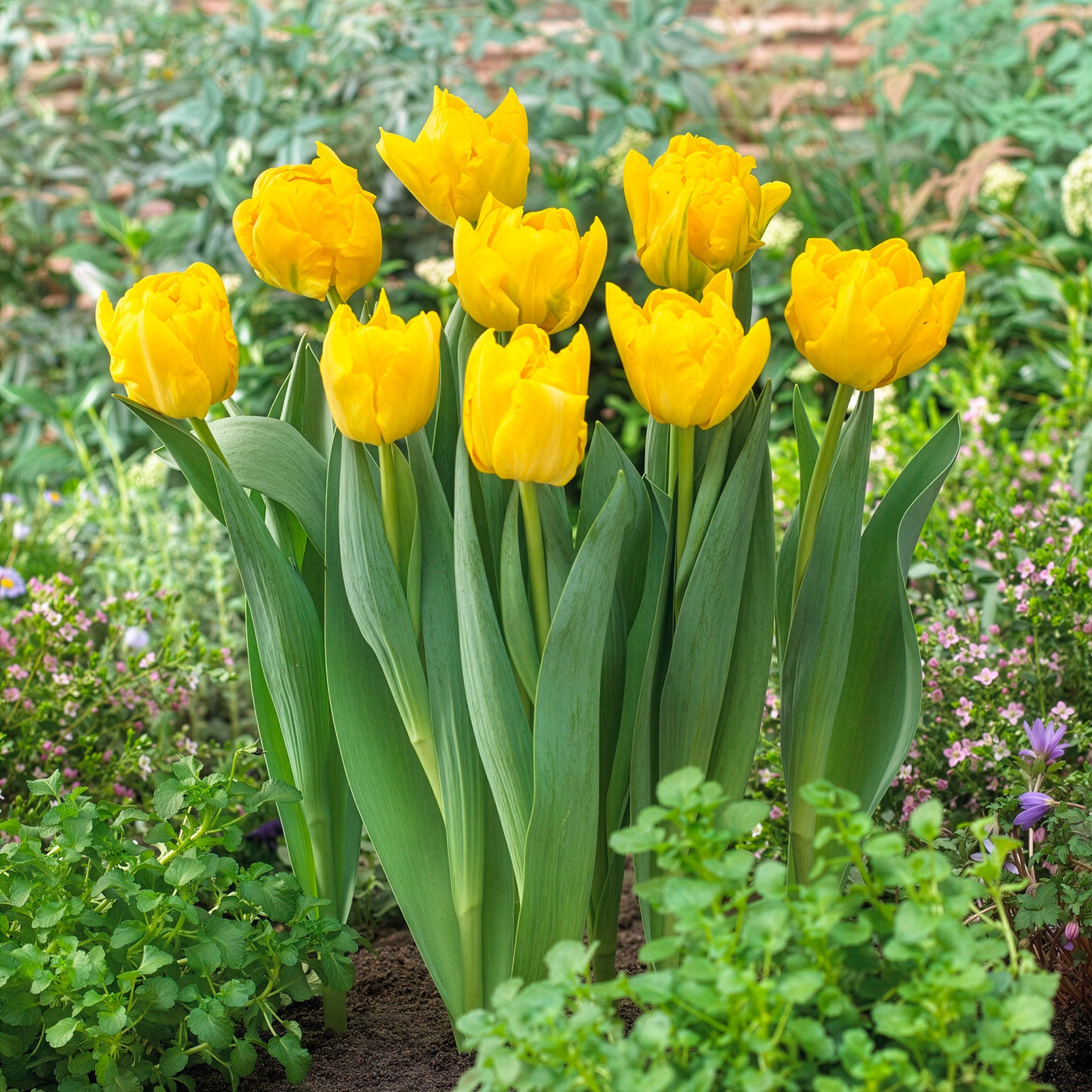  - Dubbele vroege tulp Marie Jo - Tulpen