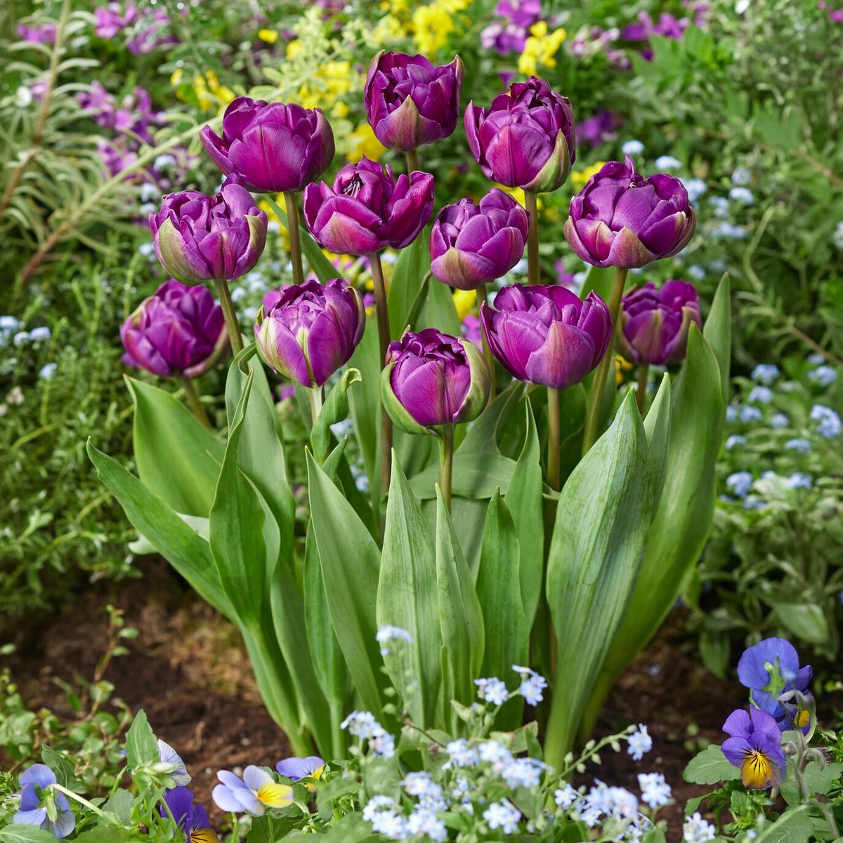 Tulp Negrita -  - Willemse