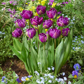 Tulp Negrita -  - Willemse