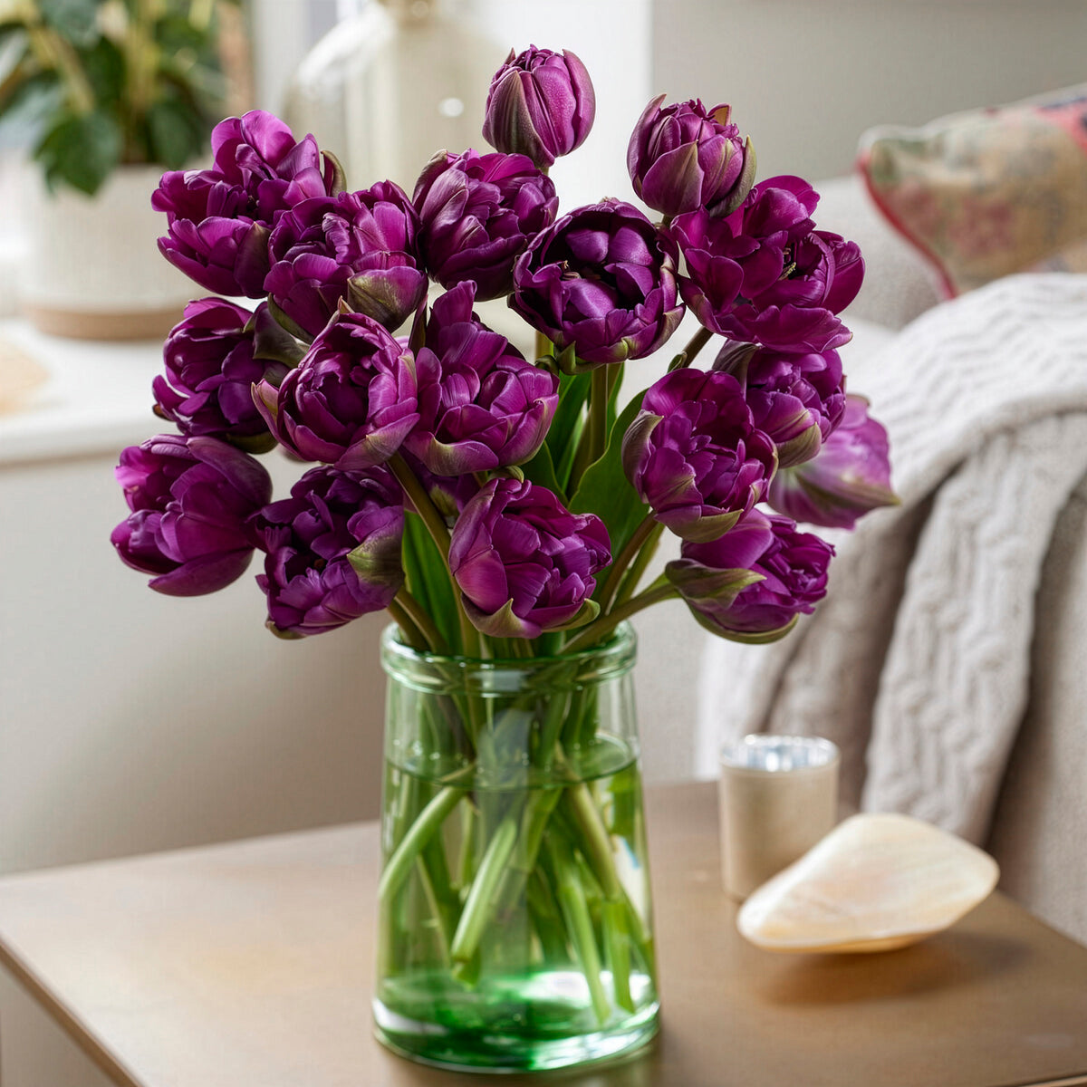Tulp Negrita - Willemse