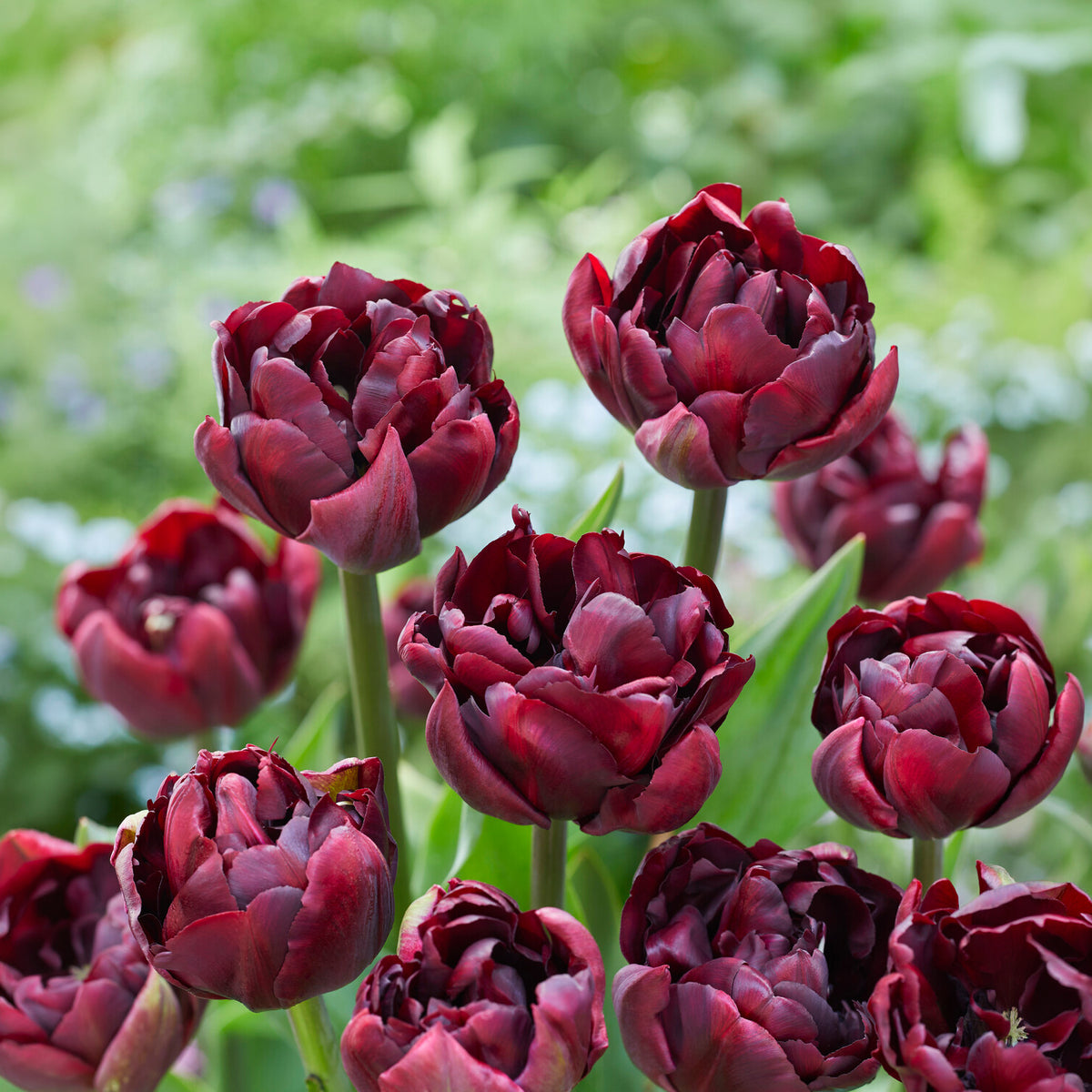 Tulp Palmyra - Willemse