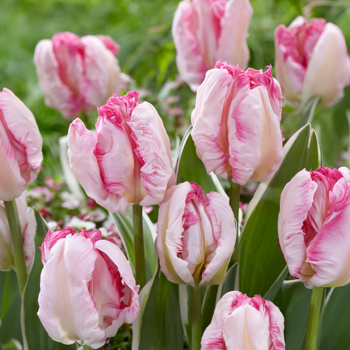 Papegaaitulp Pink Vision -  - Willemse