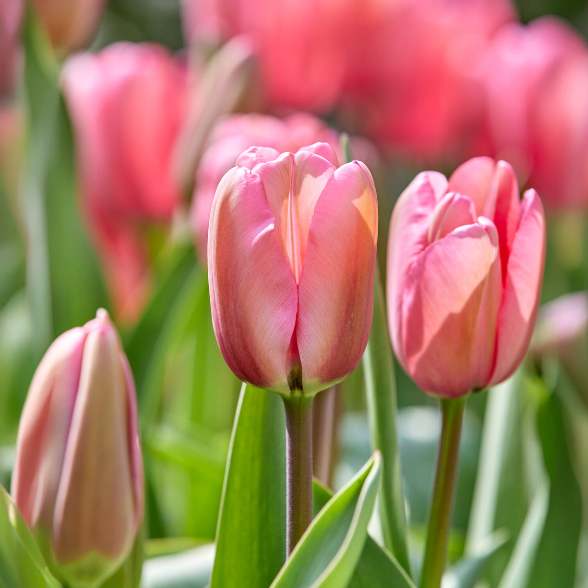 Tulp Pink Impression -  - Willemse