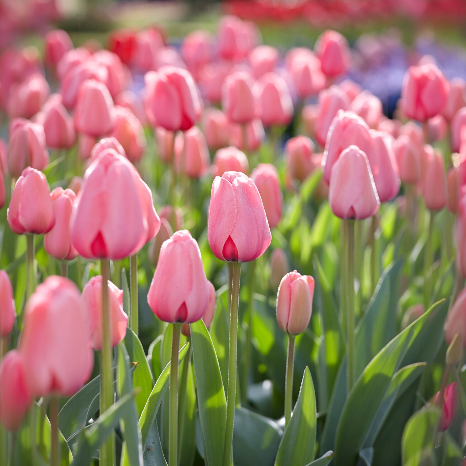 Tulp Pink Impression - Willemse