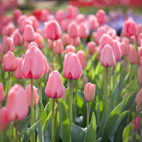 Tulp Pink Impression - Willemse