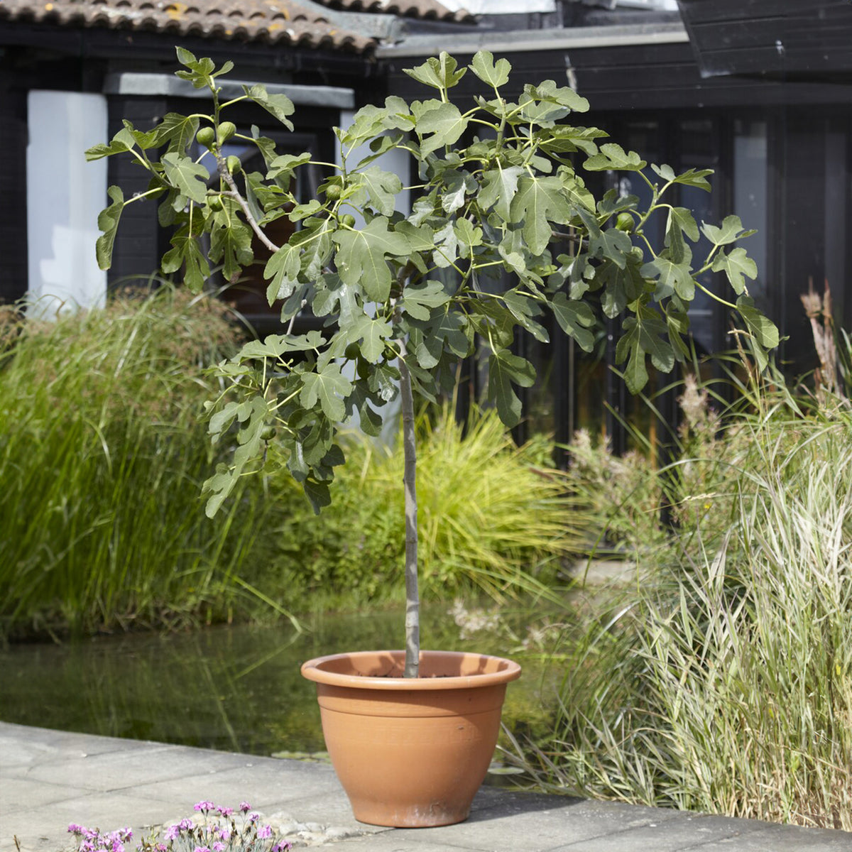 Vijgenboom op stam - Ficus carica Brown Turkey - Willemse